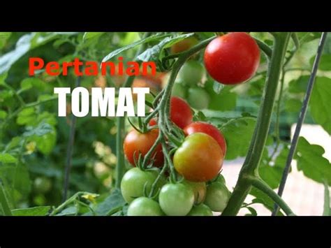 tomat bahasa inggrisnya 22